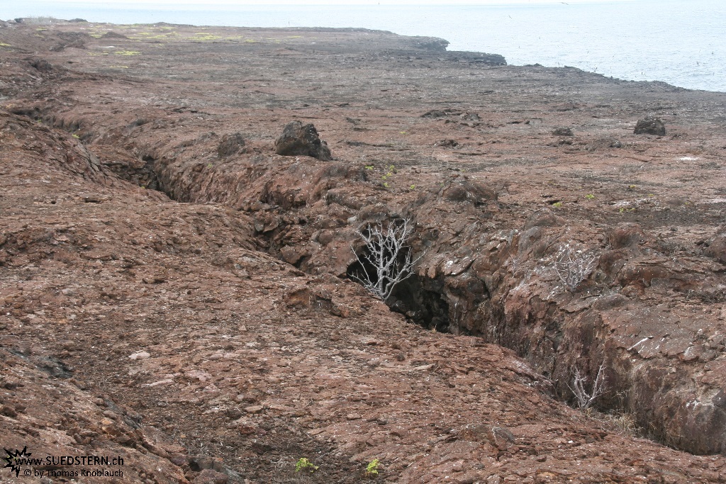 Lava on Genovese Island - Galapagos 2010 -IMG 7962
